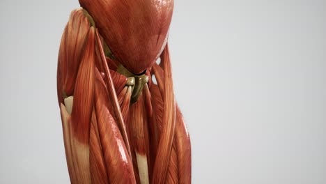 Sistema-Muscular-De-Animación-Del-Cuerpo-Humano